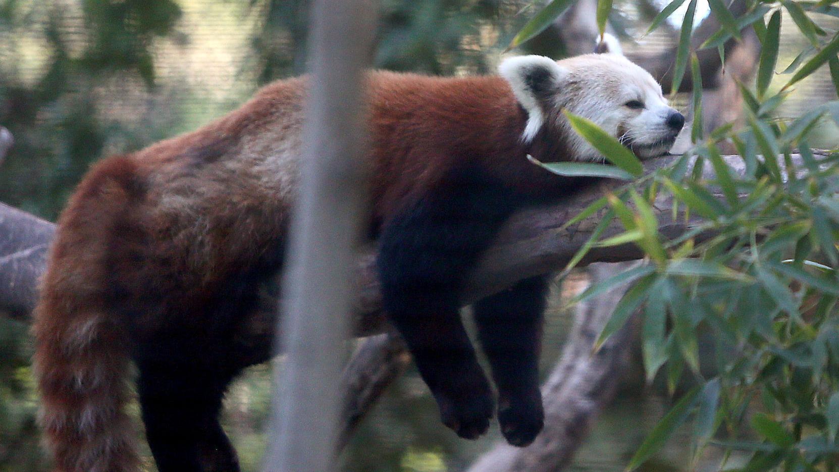 First of 2 red pandas to make debut Saturday at Tucson's Reid Park Zoo